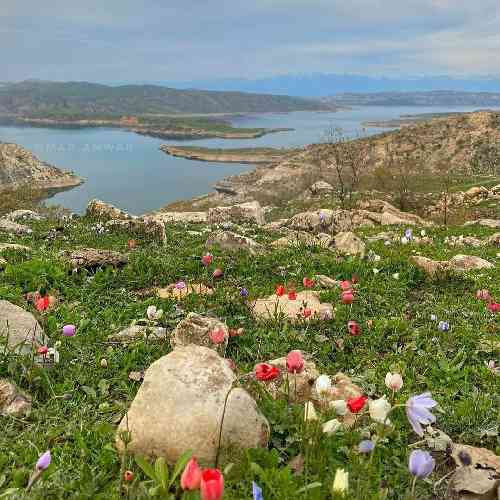یاسین شیخی جان یار من ته هوادارمه
